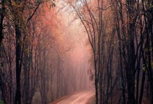 [NBA]常规赛3月4日：火箭VS雷霆 亚历山大集锦.：蜂鸟电竞